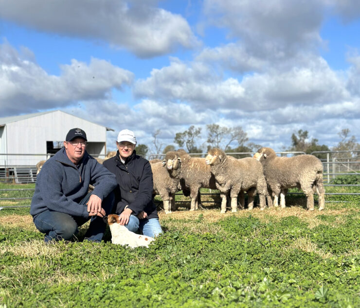 Alistair and Natasha Wells, One Oak Poll Merino Stud